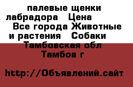 палевые щенки лабрадора › Цена ­ 30 000 - Все города Животные и растения » Собаки   . Тамбовская обл.,Тамбов г.